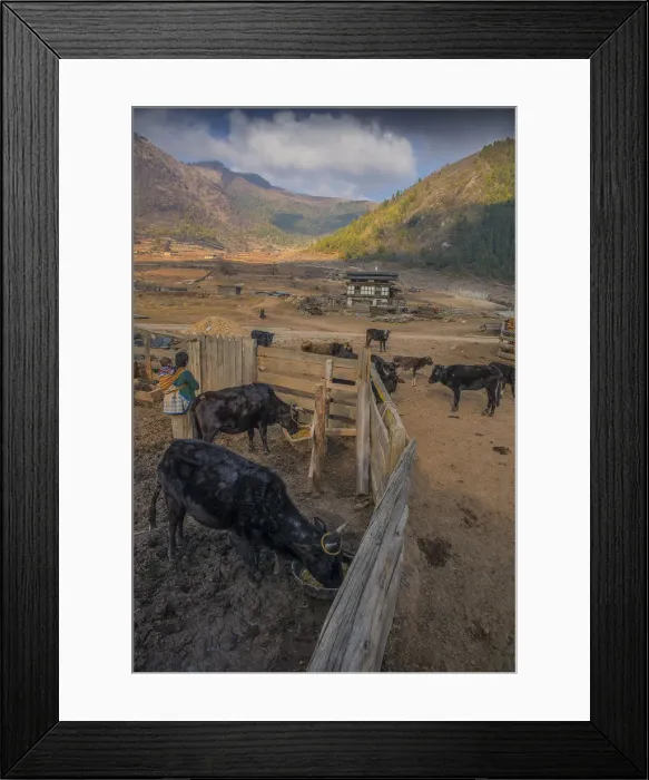 Framed Print : Wangdue Phodrang, Kingdom of Bhutan, Eastern Himalayas Framed Print : Wangdue Phodrang, Kingdom of Bhutan, Eastern Himalayas
