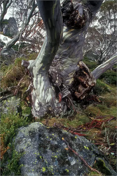 Ghost gum, Snowy mountains of New South Wales, Australia