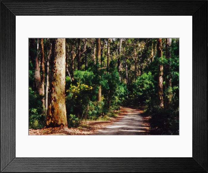 Framed Print : Forest road near Batemans bay, New South Wales, Australia Framed Print : Forest road near Batemans bay, New South Wales, Australia