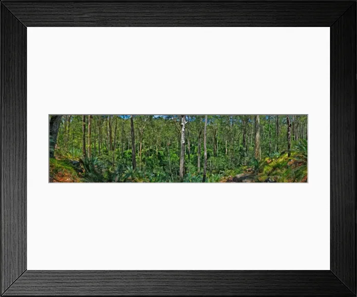 Framed Print : Eurabodella rainforest, New South Wales, Australia Framed Print : Eurabodella rainforest, New South Wales, Australia