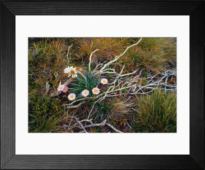 Framed Print : An Alpine view, Snowy Mountains, New South Wales, Australia Framed Print : An Alpine view, Snowy Mountains, New South Wales, Australia