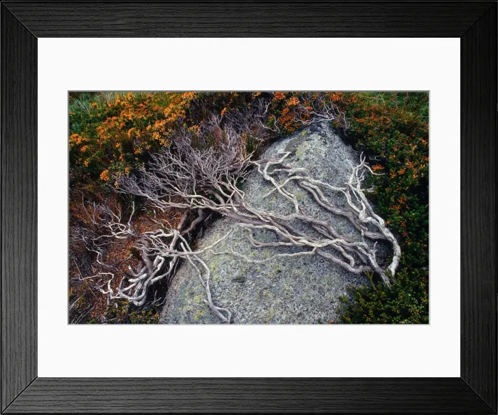 Framed Print : An Alpine view, Snowy Mountains, New South Wales, Australia