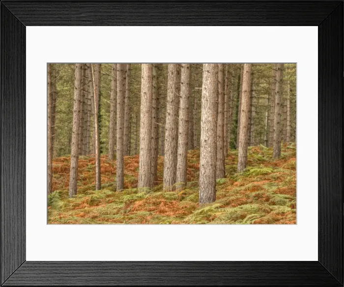 Framed Print : Pine forest at Arne, Dorset, England, United Kingdom Framed Print : Pine forest at Arne, Dorset, England, United Kingdom