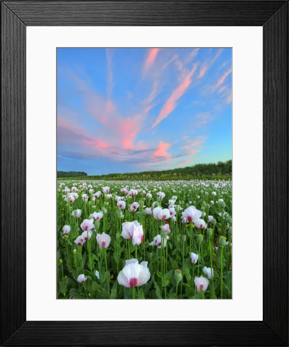Framed Print : Poppy field at dusk in Dorsets beautiful countryside, England, United Kingdom