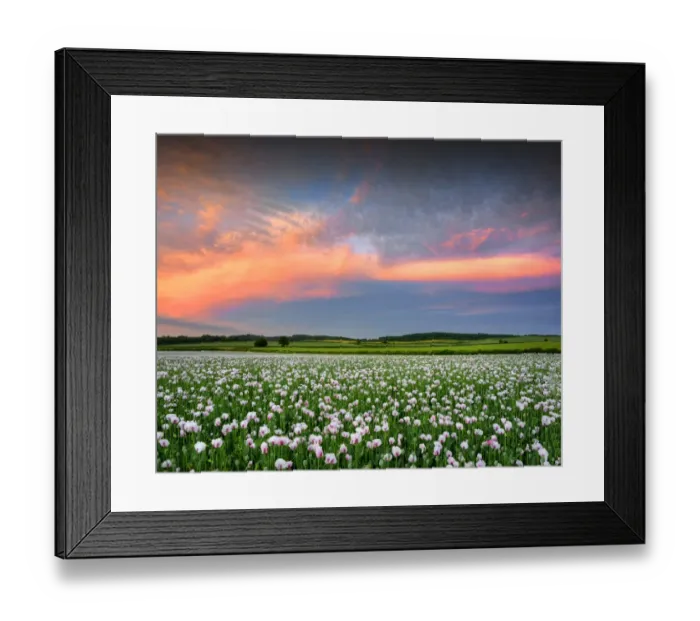 Framed Print : Poppy field at dusk in Dorsets beautiful countryside, England, United Kingdom