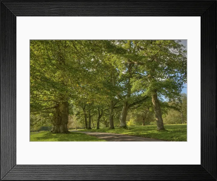 Framed Print : Pinkworth Aboretum, Surrey, England, United Kingdom