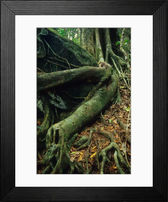 Framed Print : Rainforest in the Mount Tamborine area, Queensland, Australia Framed Print : Rainforest in the Mount Tamborine area, Queensland, Australia