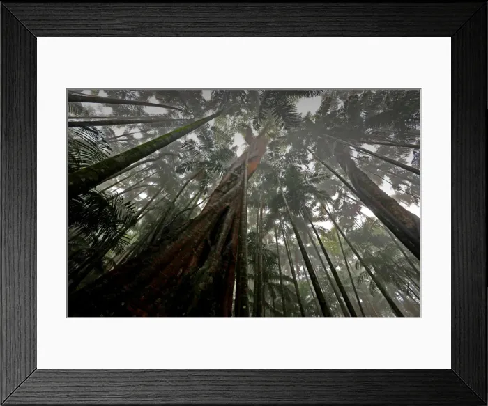 Framed Print : Rainforest in the Mount Tamborine area, Queensland, Australia