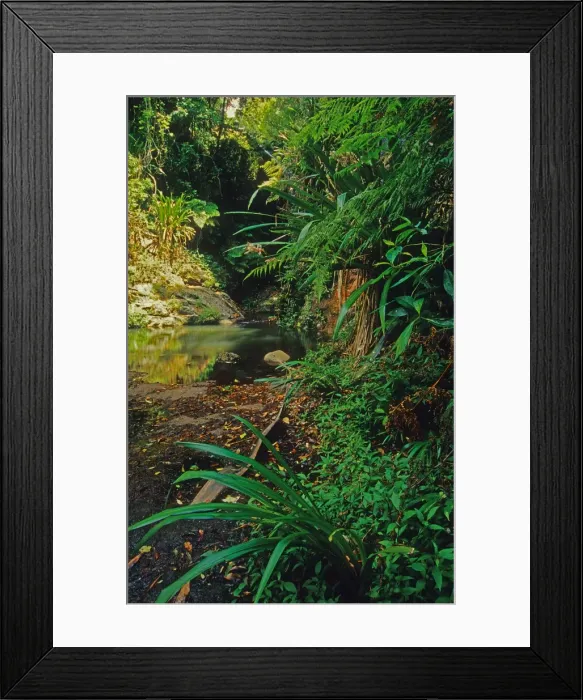 Framed Print : Rainforest in the Mount Tamborine area, Queensland, Australia