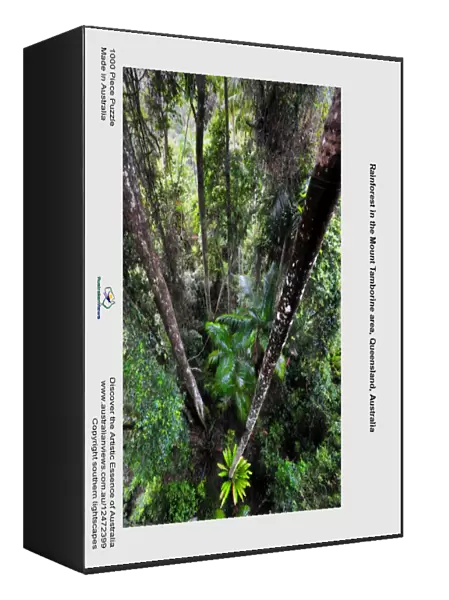 Rainforest in the Mount Tamborine area, Queensland, Australia