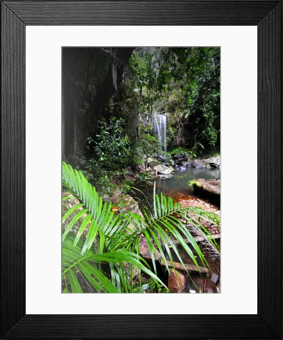 Framed Print : Rainforest in the Mount Tamborine area, Queensland, Australia