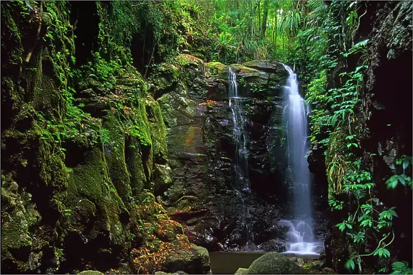 Enchanted falls, Mount Tamborine rainforest, Queensland, Australia
