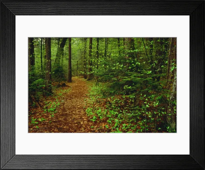 Framed Print : Spring-time in the Yosemite National Park, California, Western United States of America Framed Print : Spring-time in the Yosemite National Park, California, Western United States of America