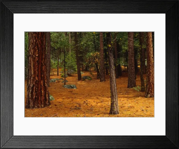 Framed Print : Spring-time in the Yosemite National Park, California, southern United States of America