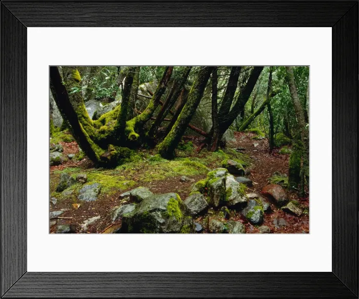 Framed Print : Spring-time in the Yosemite National Park, California, southern United States of America Framed Print : Spring-time in the Yosemite National Park, California, southern United States of America