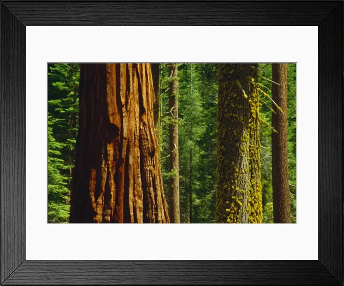 Framed Print : Spring-time in the Yosemite National Park, California, southern United States of America