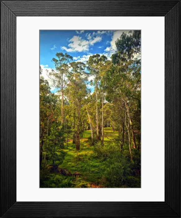 Framed Print : Tall Eucalypts, Sheep-yard Flat, Victorian high country, Australia