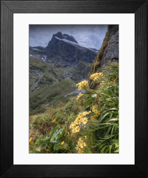 Framed Print : Wild Daisies, Fjordland, South Island, New Zealand
