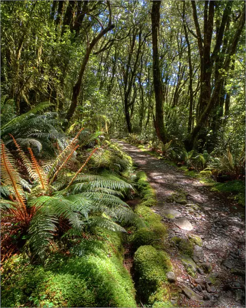 The Milford Track Rain Forest