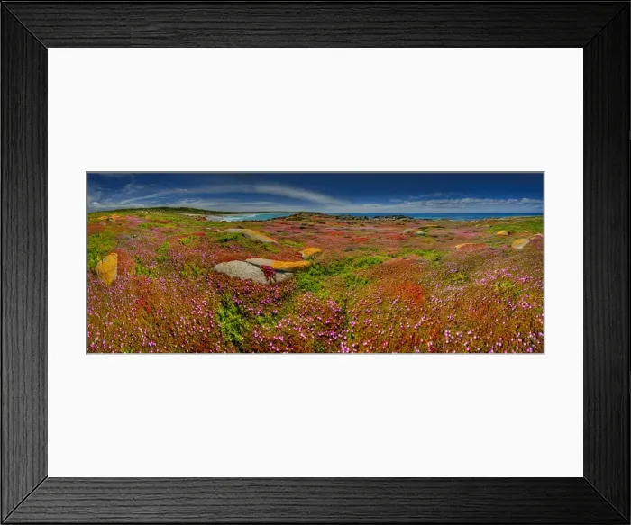Framed Print : Spring Wildflower Blooms including coastal Pig-face, King Island, Bass Strait, Tasmania, Australia Framed Print : Spring Wildflower Blooms including coastal Pig-face, King Island, Bass Strait, Tasmania, Australia