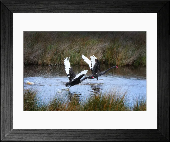 Framed Print : Balck swans in take-off flight, King Island, Bass Strait, Tasmania, Australia