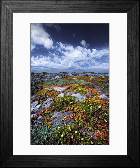 Framed Print : Summertime on King Island, Bass Strait, Tasmania, Australia Framed Print : Summertime on King Island, Bass Strait, Tasmania, Australia