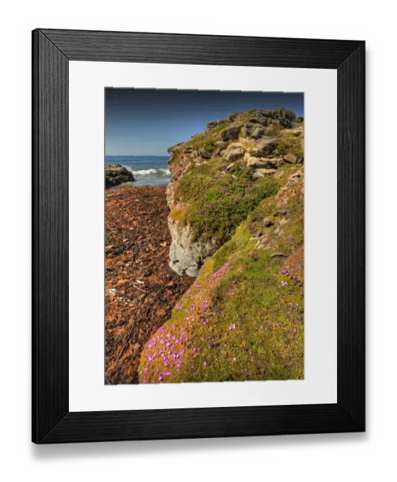 Framed Print : Spring Wildflower Blooms including coastal Pig-face, King Island, Bass Strait, Tasmania, Australia