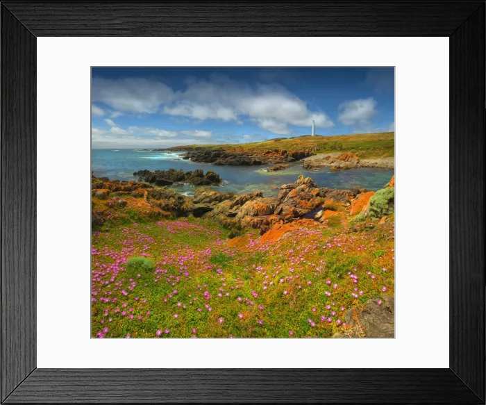 Framed Print : Spring Wildflower Blooms including coastal Pig-face, King Island, Bass Strait, Tasmania, Australia