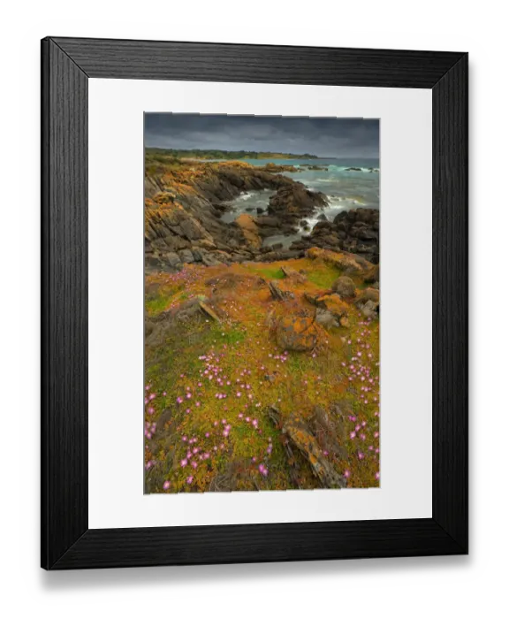Framed Print : Spring Wildflower Blooms including coastal Pig-face, King Island, Bass Strait, Tasmania, Australia