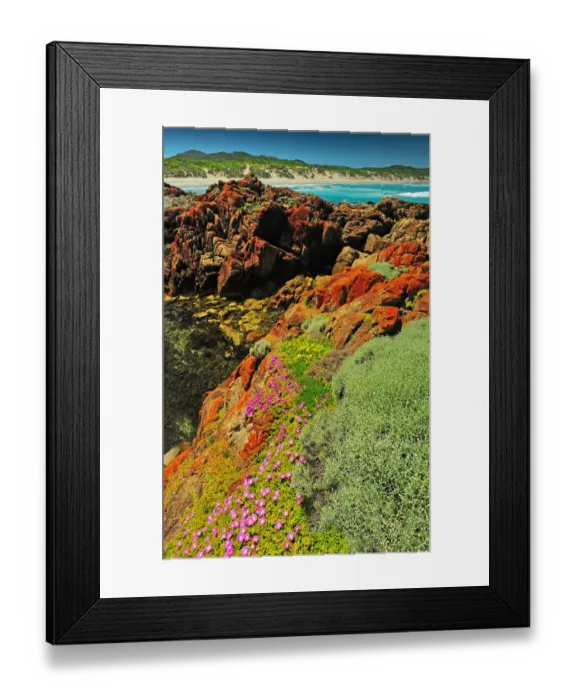 Framed Print : Spring Wildflower Blooms including coastal Pig-face, King Island, Bass Strait, Tasmania, Australia Framed Print : Spring Wildflower Blooms including coastal Pig-face, King Island, Bass Strait, Tasmania, Australia