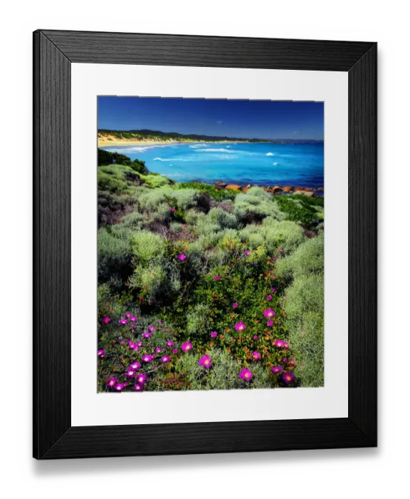 Framed Print : Spring Wildflower Blooms including coastal Pig-face, King Island, Bass Strait, Tasmania, Australia