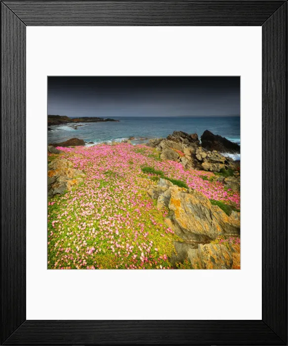 Framed Print : Spring Wildflower Blooms including coastal Pig-face, King Island, Bass Strait, Tasmania, Australia Framed Print : Spring Wildflower Blooms including coastal Pig-face, King Island, Bass Strait, Tasmania, Australia