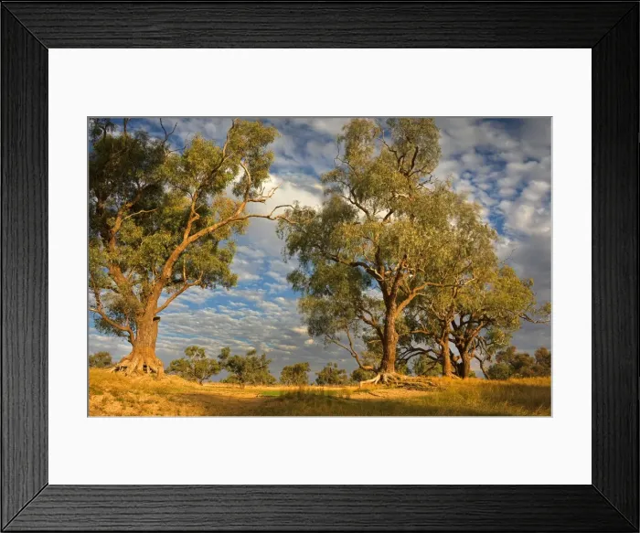 Framed Print : Eucalypts along the creek at Innamincka, South Australia