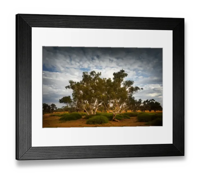 Framed Print : Eucalypts along the creek at Innamincka, South Australia