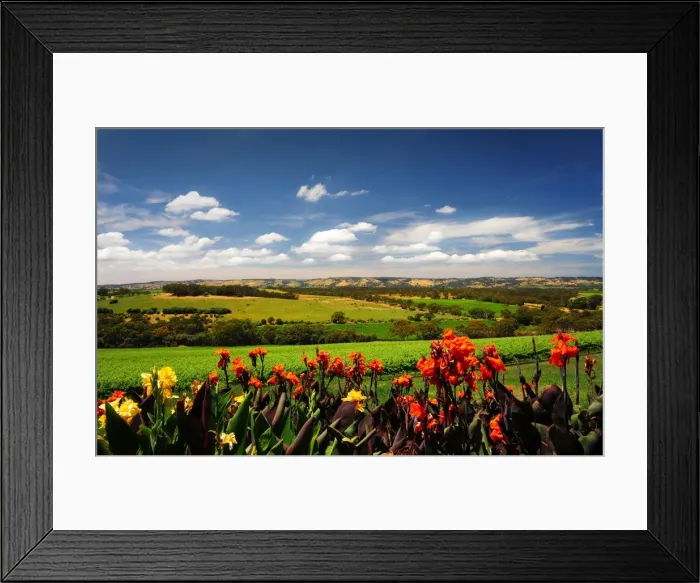 Framed Print : McClarenvale vineyards Fleurieu Peninsula South Australia