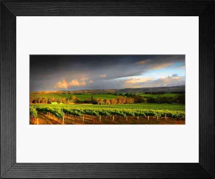 Framed Print : McClarenvale vineyards Fleurieu Peninsula South Australia