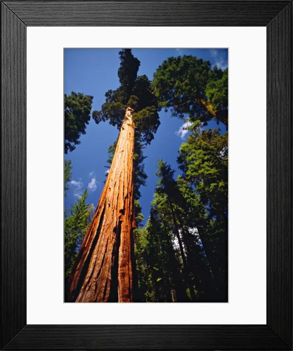 Framed Print : Yosemite National Park, California, western United States of America Framed Print : Yosemite National Park, California, western United States of America