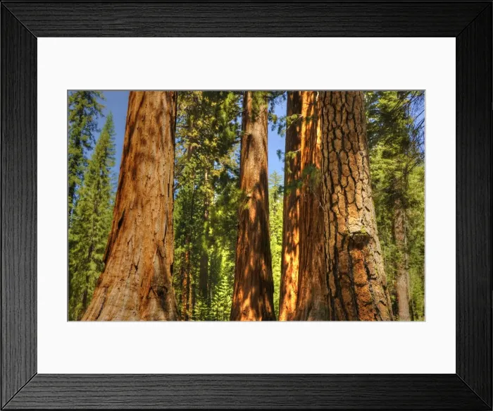 Framed Print : Yosemite National Park, California, western United States of America Framed Print : Yosemite National Park, California, western United States of America