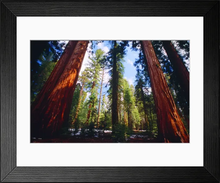 Framed Print : Yosemite National Park, California, western United States of America Framed Print : Yosemite National Park, California, western United States of America