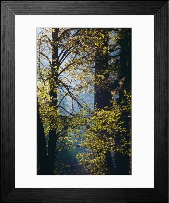 Framed Print : Yosemite National Park, California, western United States of America