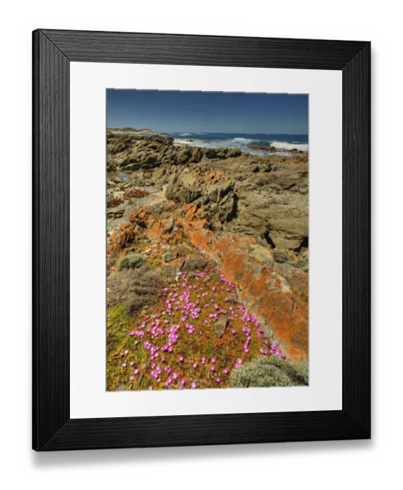 Framed Print : Seal bay and the coastline in the south of King Island, Bass Strait, Tasmania, Australia