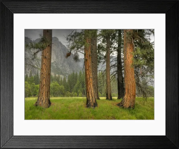 Framed Print : The meadow at Yosemite national park, California, USA Framed Print : The meadow at Yosemite national park, California, USA