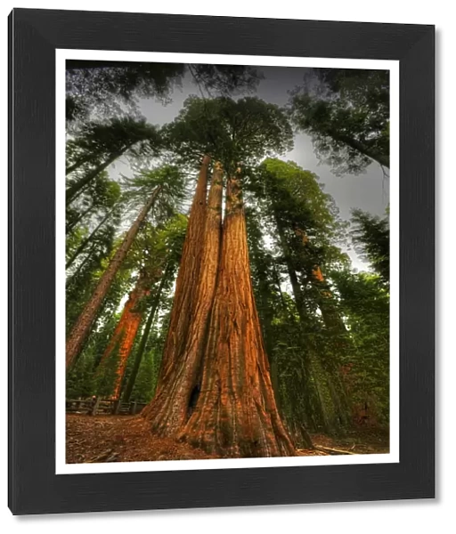Giant Sequoias Kings Canyon national park, California, USA