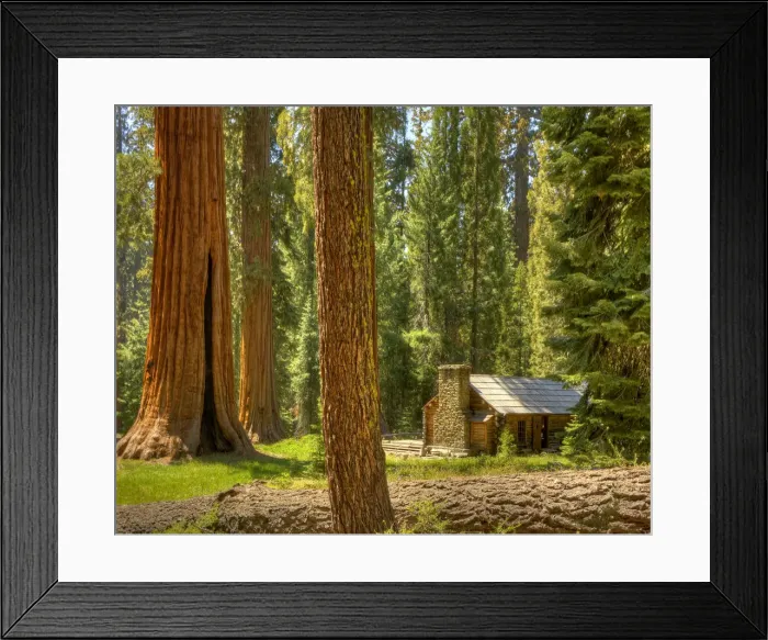 Framed Print : Mariposa grove, Yosemite national park, California, USA Framed Print : Mariposa grove, Yosemite national park, California, USA