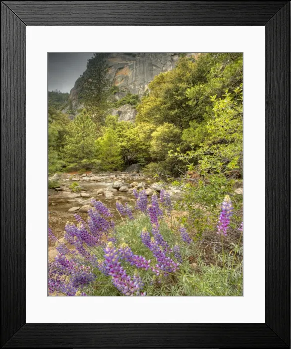 Framed Print : Lupins in spring, California, USA Framed Print : Lupins in spring, California, USA