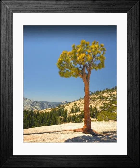 Framed Print : Lone pine at Olmsted point, Yosemite national park, California, USA