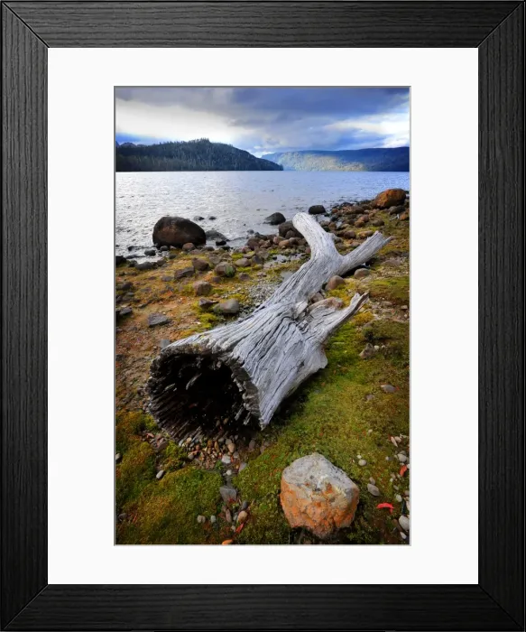 Framed Print : The shoreline of Lake St. Clair in the national park, central highlands of Tasmania Framed Print : The shoreline of Lake St. Clair in the national park, central highlands of Tasmania