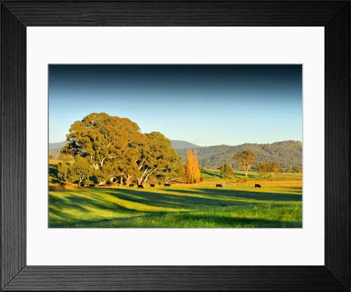 Framed Print : First light of dawn in the countryside near Mount Samaria, central Victoria Framed Print : First light of dawn in the countryside near Mount Samaria, central Victoria