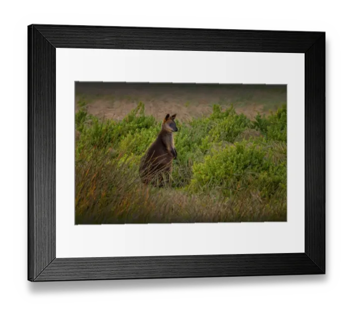 Framed Print : Dawn in the Wilsons Promotory national park with a curious Grey Kangaroo keeping watch, southern Victoria Framed Print : Dawn in the Wilsons Promotory national park with a curious Grey Kangaroo keeping watch, southern Victoria