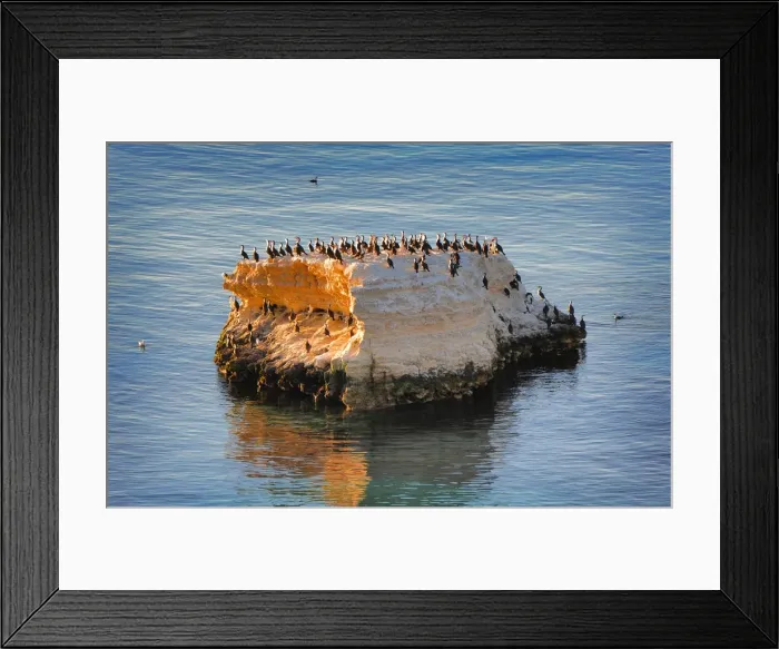 Framed Print : Sea-gull colony, Port Willunga, South Australia
